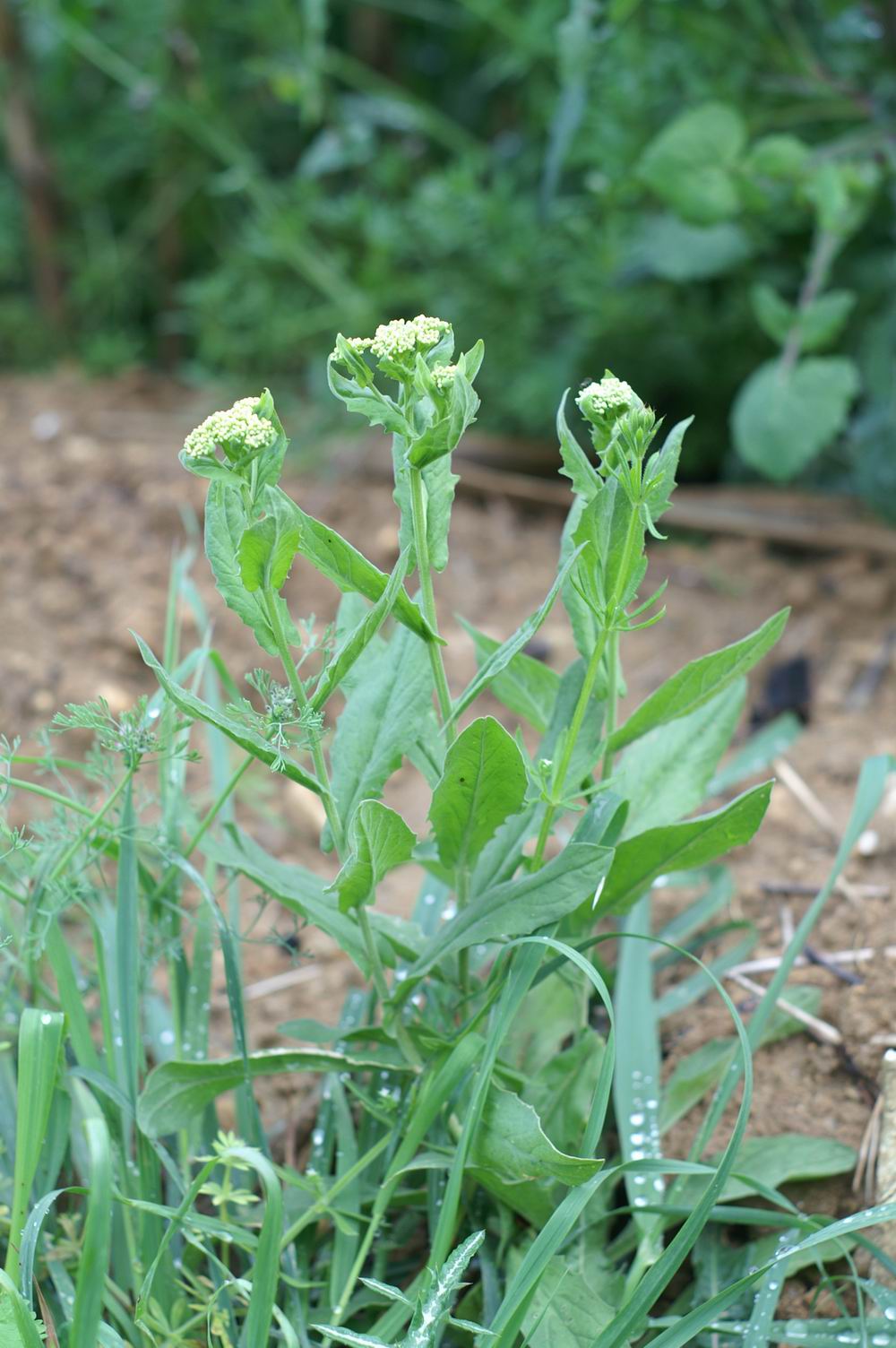 Lepidium draba, Urospermum dalechampii e Glebionis coronaria